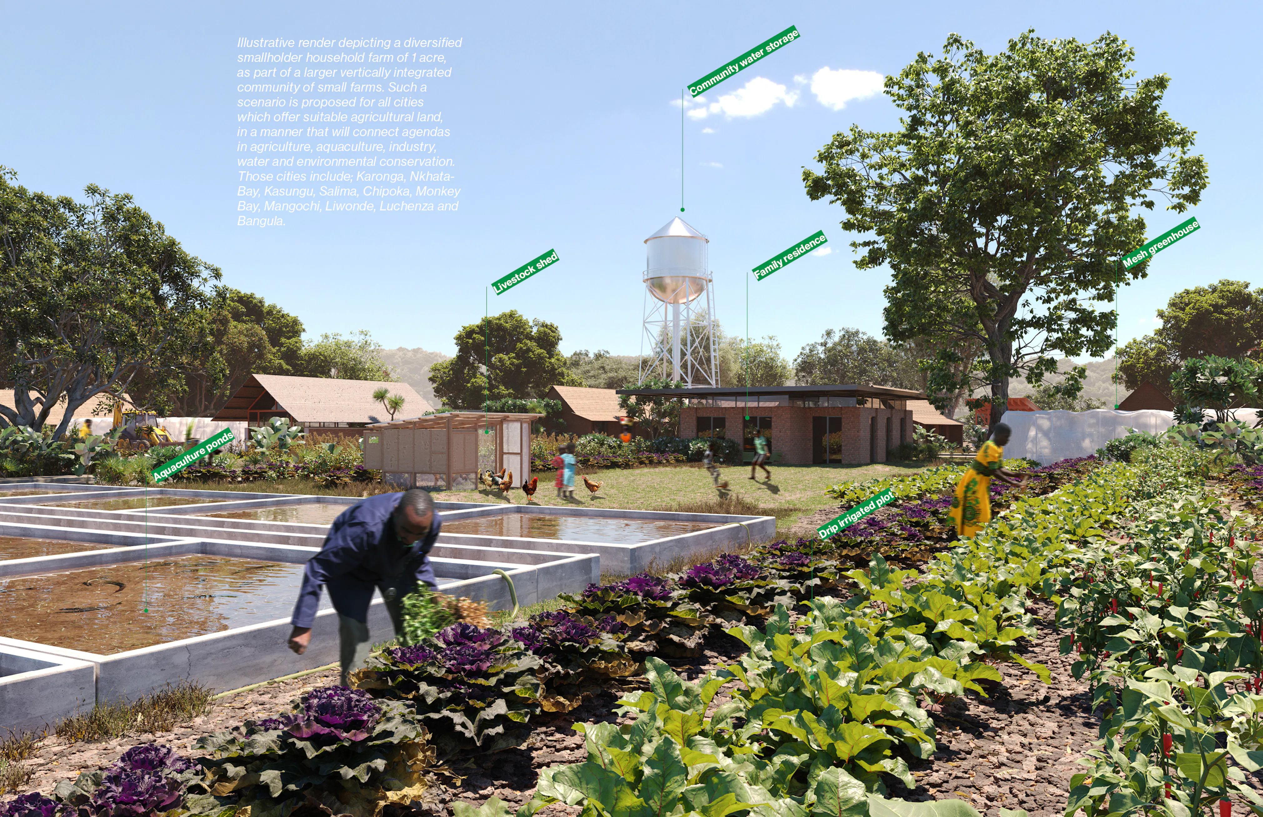 13 MAWI Chipoka smallholder urban community