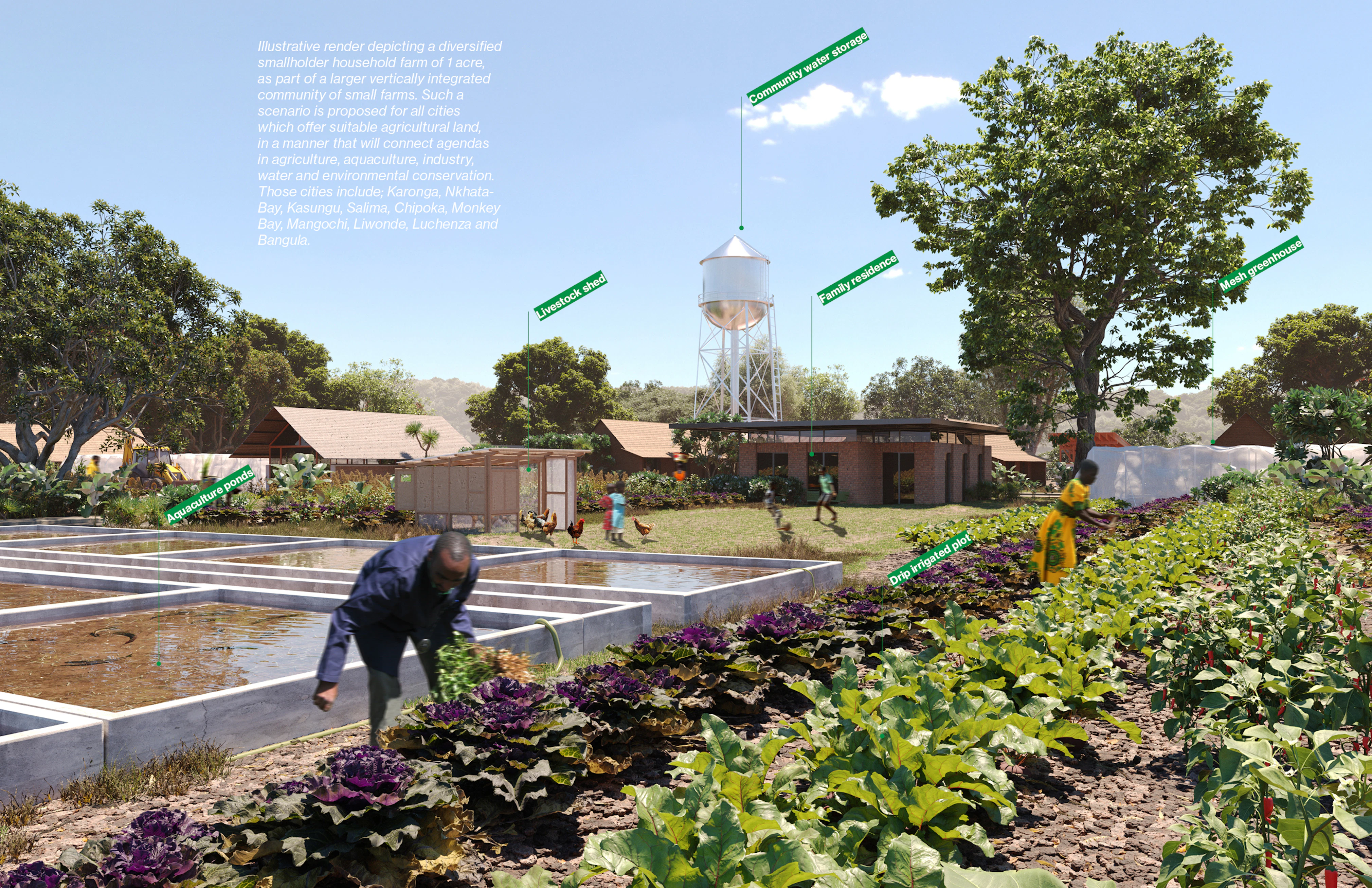 13 MAWI Chipoka smallholder urban community